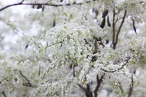 Hà Nội ngỡ tuyết rơi với mùa hoa sưa nở trắng trời