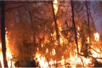 Triệu tập người phụ nữ đốt rác gây cháy rừng khiến hơn 1.000 người tham gia dập lửa