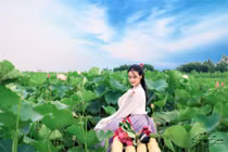 Nữ sinh Hải Phòng hóa tiên nữ chụp ảnh bên hồ sen gây sốt mạng