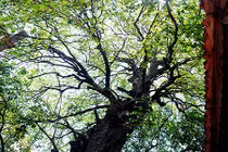 Kỳ lạ cây thị gần 600 tuổi phát ra tiếng động lúc nửa đêm