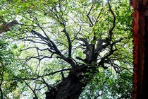 Kỳ lạ cây thị gần 600 tuổi phát ra tiếng động lúc nửa đêm