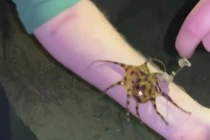 Kinh dị phượt thủ đùa giỡn với bạch tuộc giết người trong phút chốc