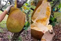 Chàng thanh niên bổ mít ngay trên cây, netizen dự đoán cực "phũ"