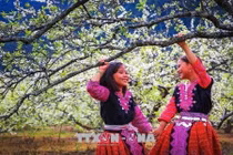 Ảnh: Ngỡ ngàng xuân đã về trên cao nguyên Mộc Châu