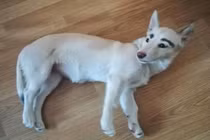 Có lông mày đặc biệt, chú chó bỗng thành hiện tượng mạng