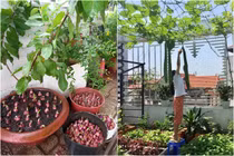 Ở nhà giãn cách, netizen khoe vườn rau mini cải thiện bữa ăn