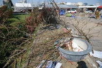 Xót xa cảnh đào rừng bị vứt bỏ ngổn ngang chiều 29 Tết