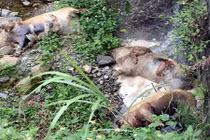 Trung Quốc dừng nhập khẩu lợn: Xuất hiện người mua lợn chết