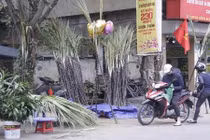 Mía lộc xuất hiện đầy đường phố Hà Nội chiều 30 Tết