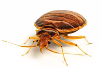 Loài rệp đã 100 triệu năm tuổi, nghi từng hút máu khủng long