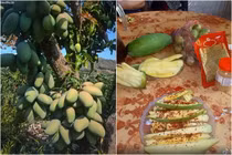 Cây xoài đủ hình ảnh và âm thanh, netizen "chảy nước miếng" ầm ầm