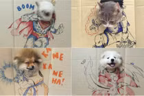  Thú cưng may mắn khi được chủ thay đổi hình tượng liên tục