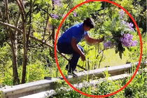 Người đàn ông bẻ hoa phượng tím tuyệt đẹp ở Đà Lạt khai gì?