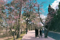 Mê đắm góc sống ảo chìm trong mùa mai anh đào ở Đại học Đà Lạt 