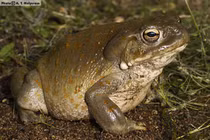 Tìm ra cách chữa trầm cảm siêu hiệu quả bằng ... sữa cóc