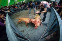 Rợn người với thú vui chọi chó đầy máu me của giới trẻ