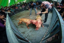 Rợn người với thú vui chọi chó đầy máu me của giới trẻ