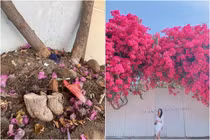 Giàn hoa giấy Vũng Tàu bị kẻ gian cưa trộm, netizen bức xúc