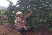 Nể phục: “Đi tù vì cây cà phê”, ra tù thành tỷ phú nhờ cam lòng vàng