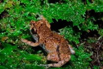 Sửng sốt loài ếch “tí hon” mới Diasporus tại Costa Rica