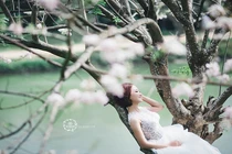 Ảnh cưới đẹp mê hồn dưới gốc mai anh đào 