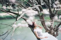 Ảnh cưới đẹp mê hồn dưới gốc mai anh đào 