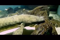 Bí quyết sống lâu của “cụ cá” già nhất thế giới 