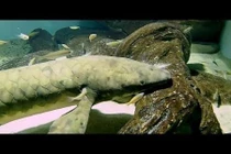 Bí quyết sống lâu của “cụ cá” già nhất thế giới 