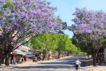 Tháng tư về, dân phượt kéo đến Đà Lạt ngắm phượng tím nở