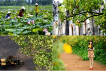 Tháng 9, "săn" sen Đồng Tháp và hoa sữa Hà Nội