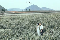 Lộ diện cánh đồng dứa lên hình đẹp “rụng rời” chỉ cách Hà Nội 100km