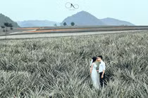 Lộ diện cánh đồng dứa lên hình đẹp “rụng rời” chỉ cách Hà Nội 100km