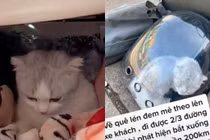 Cô gái bị đuổi xuống giữa đường vì mang mèo lên xe khách