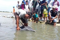 Cá heo 1,6 m mắc cạn trên bãi biển Vũng Tàu