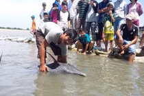 Cá heo 1,6 m mắc cạn trên bãi biển Vũng Tàu