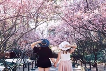 Cận Tết Mậu Tuất, giới trẻ có hẹn với mai anh đào Đà Lạt