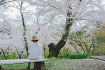 Mùa hoa anh đào được giới trẻ Việt check-in rầm rầm