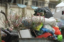 Mới cận Tết Nguyên đán 2019, nhiều cành đào đã ra xe rác