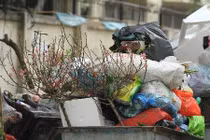 Mới cận Tết Nguyên đán 2019, nhiều cành đào đã ra xe rác