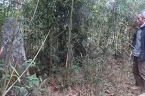 Phát hiện cổ mộ trong vườn nhà tại Thanh Hóa