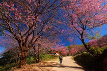 Giới trẻ khoe ảnh check-in nhuộm hồng phố núi Đà Lạt