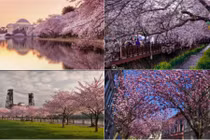 Những điểm ngắm hoa Anh Đào tuyệt vời nhất thế giới