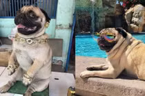 Chú chó khoe đồ hiệu hơn cả “rich kid” khiến dân mạng phát sốt 
