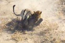 Báo đốm thi triển “thần oai”, hạ gục lợn lòi trong nháy mắt