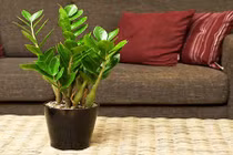 Chọn cây phong thủy hợp mệnh sinh tiền, tài, lộc cho 12 con giáp