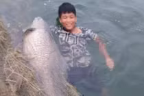 Cá trắm đen “khủng” 42kg lọt lưới ngư dân Yên Bái