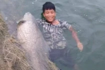 Cá trắm đen “khủng” 42kg lọt lưới ngư dân Yên Bái