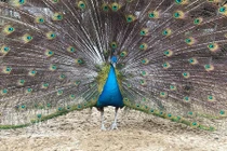 Mê “nữ hoàng vật cảnh”, đại gia tìm mua chim công chơi Tết