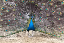 Mê “nữ hoàng vật cảnh”, đại gia tìm mua chim công chơi Tết