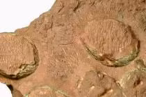 Phát hiện ổ trứng của loài khủng long chưa từng được biết đến